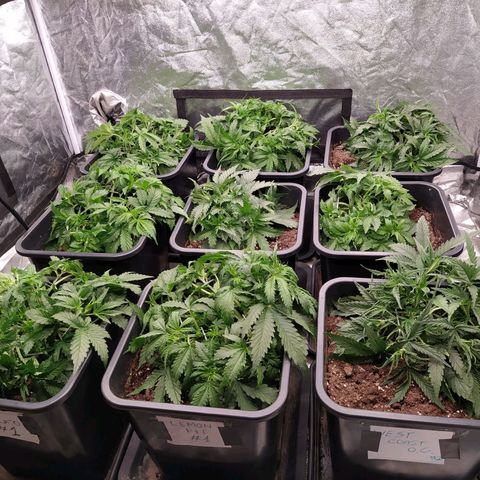 West Coast O.G. #2 growlog timeline photo