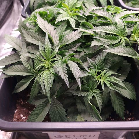 Gelato Auto #1 growlog timeline photo