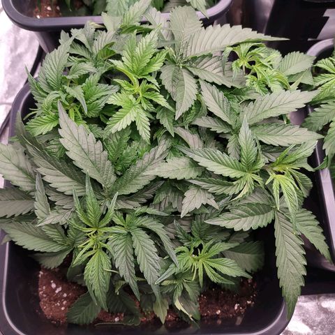 Gelato Auto #1 growlog timeline photo
