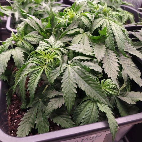 Lemon Pie Auto #1 growlog timeline photo