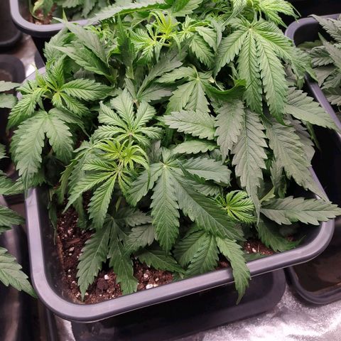 Lemon Pie Auto #1 growlog timeline photo