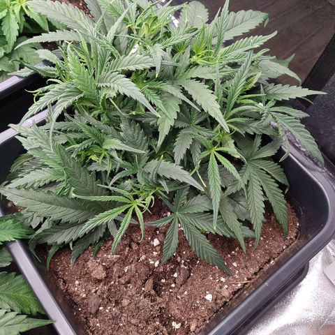 West Coast O.G. #1 growlog timeline photo