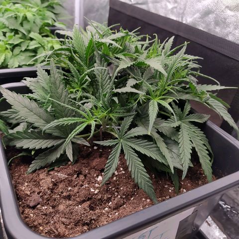 West Coast O.G. #1 growlog timeline photo