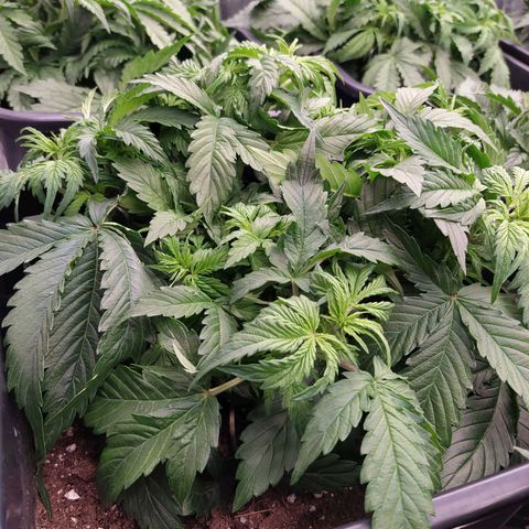 Gorilla Glue #2 growlog timeline photo