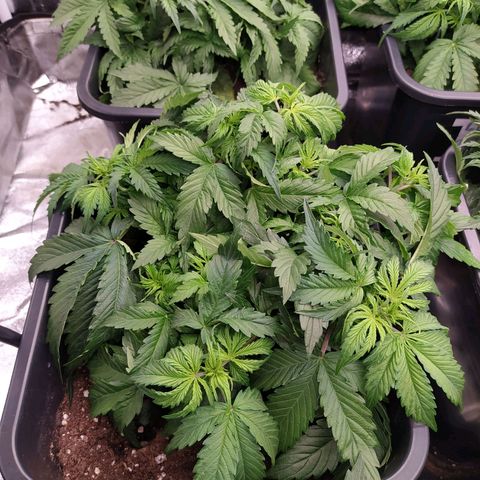 Gorilla Glue #2 growlog timeline photo