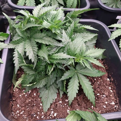 Original Auto OG Kush growlog timeline photo