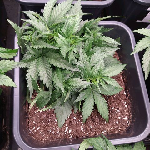 Original Auto OG Kush growlog timeline photo