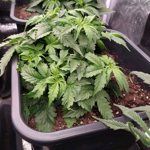 Gorilla Glue #1 growlog timeline photo