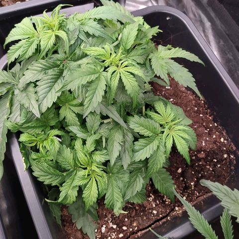 Gorilla Glue #1 growlog timeline photo