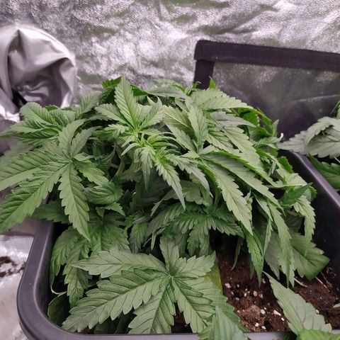 West Coast O.G. #1 growlog timeline photo