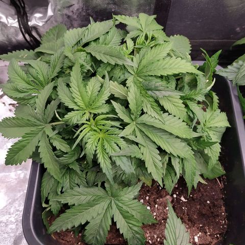 West Coast O.G. #1 growlog timeline photo