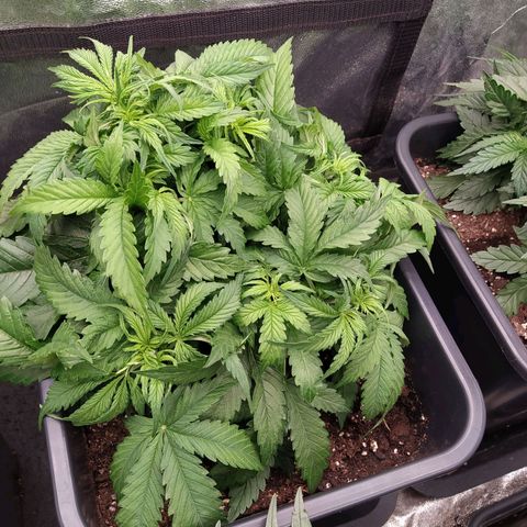 Lemon Pie Auto #2 growlog timeline photo
