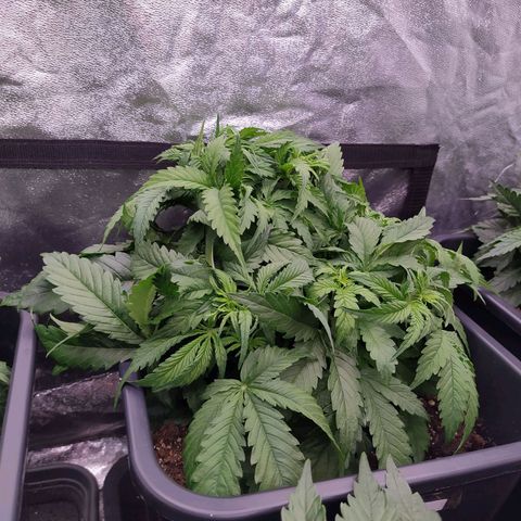 Lemon Pie Auto #2 growlog timeline photo
