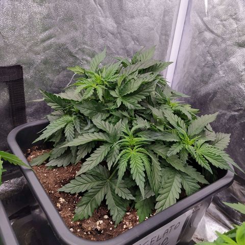 Gelato Auto #2 growlog timeline photo