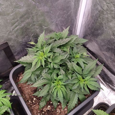 Gelato Auto #2 growlog timeline photo