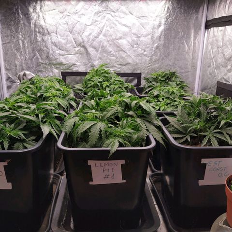 West Coast O.G. #2 growlog timeline photo