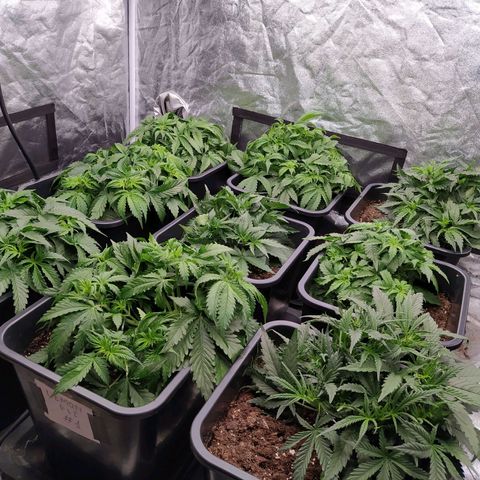 West Coast O.G. #2 growlog timeline photo