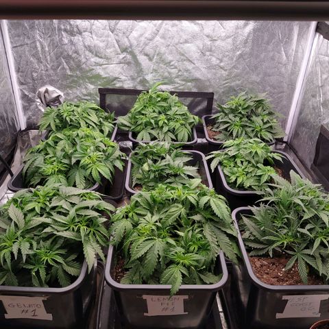 West Coast O.G. #2 growlog timeline photo