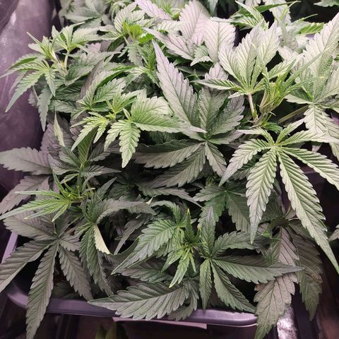 Gelato Auto #1 growlog timeline photo