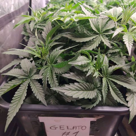 Gelato Auto #1 growlog timeline photo