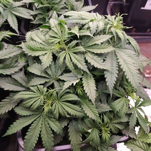 Lemon Pie Auto #1 growlog timeline photo