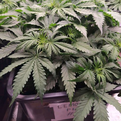 Lemon Pie Auto #1 growlog timeline photo