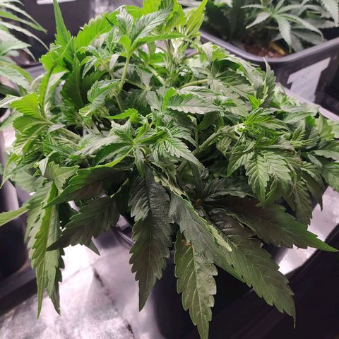 Gorilla Glue #1 growlog timeline photo
