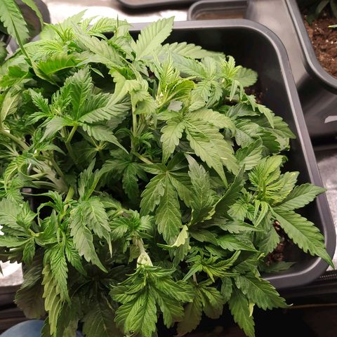 Gorilla Glue #1 growlog timeline photo