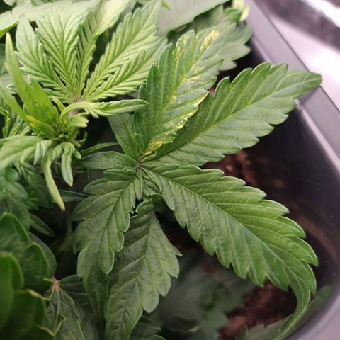 Gorilla Glue #1 growlog photo: Tâches jaunes sur certaines feuilles. 