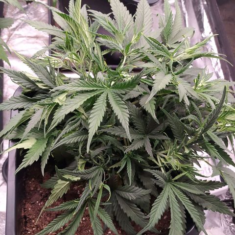 West Coast O.G. #2 growlog timeline photo