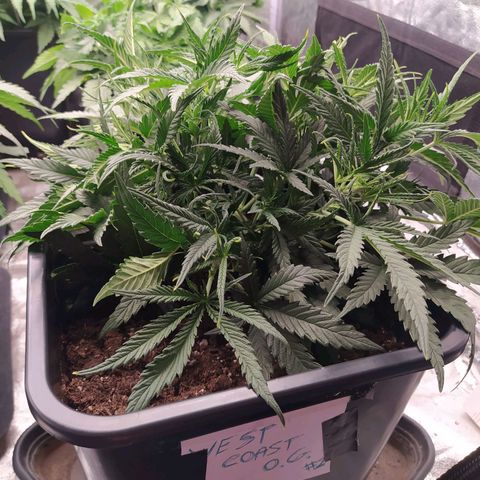 West Coast O.G. #2 growlog timeline photo
