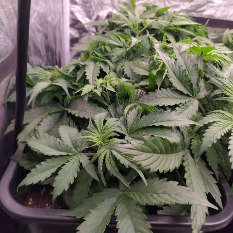 Gorilla Glue #2 growlog timeline photo
