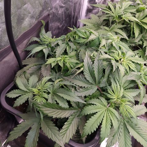 Gorilla Glue #2 growlog timeline photo