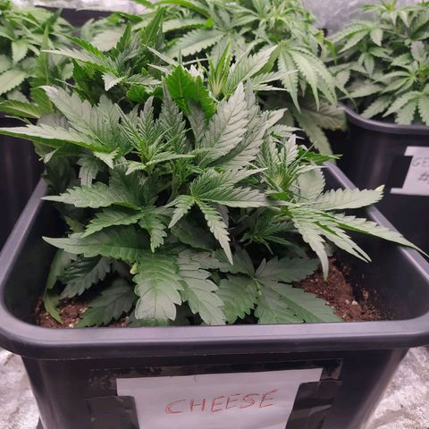 Original Auto OG Kush growlog timeline photo