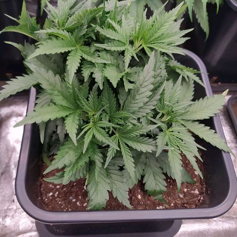 Original Auto OG Kush growlog timeline photo