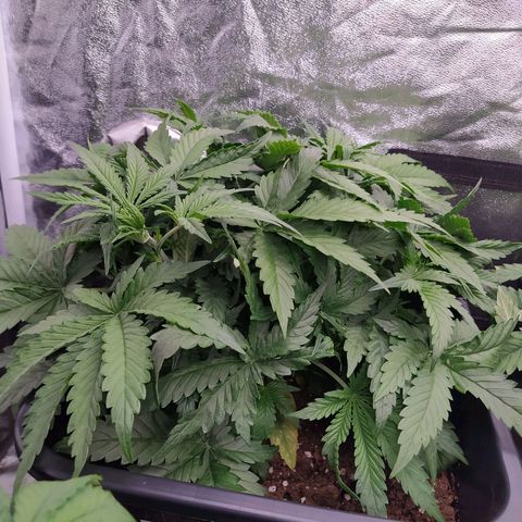 West Coast O.G. #1 growlog timeline photo