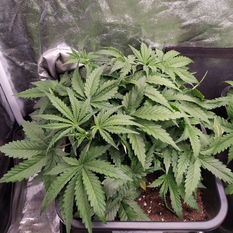 West Coast O.G. #1 growlog timeline photo