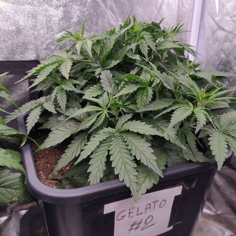 Gelato Auto #2 growlog timeline photo