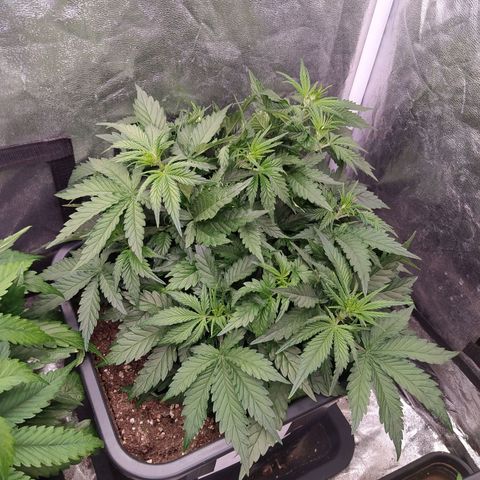 Gelato Auto #2 growlog timeline photo