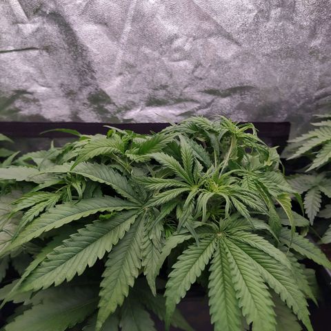 Lemon Pie Auto #2 growlog timeline photo