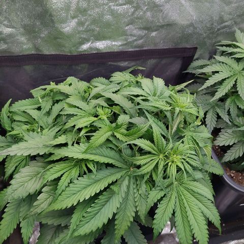 Lemon Pie Auto #2 growlog timeline photo