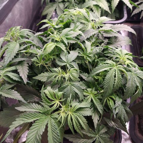 Gelato Auto #1 growlog timeline photo