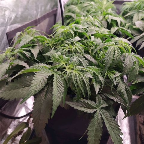 Gelato Auto #1 growlog timeline photo