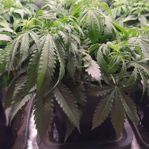 Lemon Pie Auto #1 growlog photo: Feuilles qui tombent légèrement, probablement dû à un sous arrosage léger. 