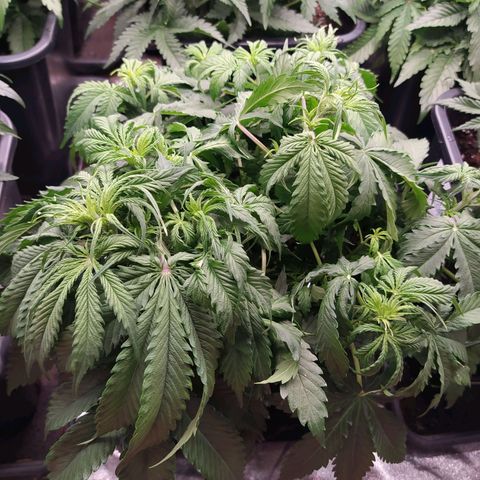 Lemon Pie Auto #1 growlog photo: Feuilles qui tombent légèrement, probablement dû à un sous arrosage léger. 