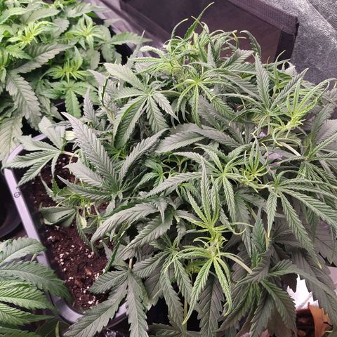 West Coast O.G. #2 growlog timeline photo