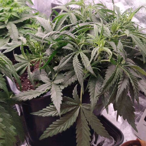 West Coast O.G. #2 growlog timeline photo