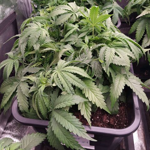 West Coast O.G. #1 growlog timeline photo
