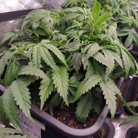 West Coast O.G. #1 growlog timeline photo