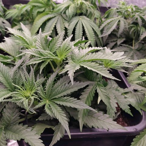 Original Auto OG Kush growlog timeline photo